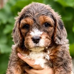 Maverick - Purple Boy - Merle male Cavapoo puppy in Highland, Utah from Angel Pups Deluxe