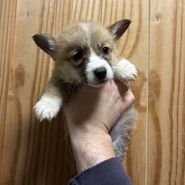 Plunket - Red female Pembroke Welsh Corgi puppy in Delton, Michigan from CorGizmo