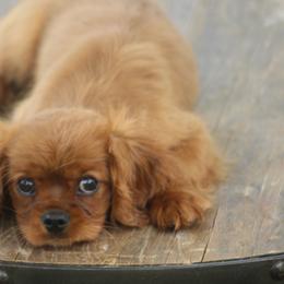Boy 1 - Ruby male Cavalier King Charles Spaniel puppy in Toccoa, Georgia from Ruby and Black Cavaliers