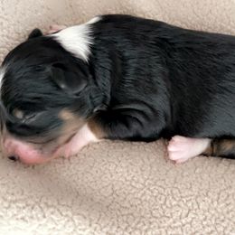 Aussiedoodle Puppies from A Dose Of Doodle
