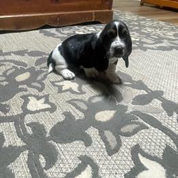 Bader - Black brown and white male Basset Hound puppy in Daleville, Alabama from Home Grown Basset Hounds of Alabama