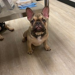 Boy 2 - Tricolors French Bulldog puppy in Surprise, Arizona from Sophie Marie's Frenchies