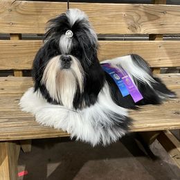 Peppermint - Shih Tzu