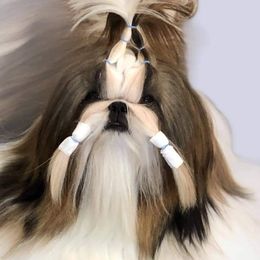 Aria  - Shih Tzu