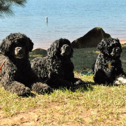 Portuguese Water Dogs from Allyn Portuguese Water Dogs