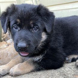 German Shepherd Puppies from Antler Ranch German Shepherd Dogs