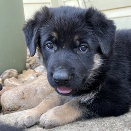 German Shepherd Puppies from Antler Ranch German Shepherd Dogs
