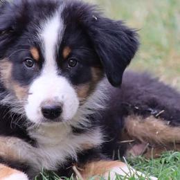 Australian Shepherd Puppies from Knight's Aussies