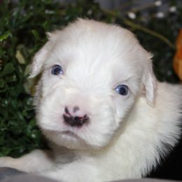 Old English Sheepdog, Sheepadoodle, and Shih Tzu Puppies from Animal Crackers