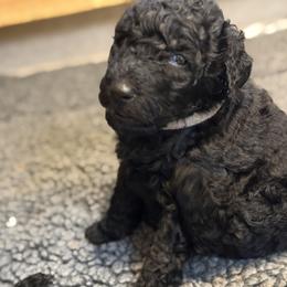 White boy - Black male Poodle puppy in Sedro Woolley, Washington from Best Friend Poodles