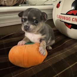 River - Blue merle male Chihuahua puppy in Brooklyn, Connecticut from Ladybug Chihuahuas