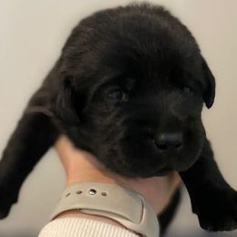 Boy 3 - Black Labrador Retriever puppy in Hutto, Texas from Texas Bluebonnet Labs