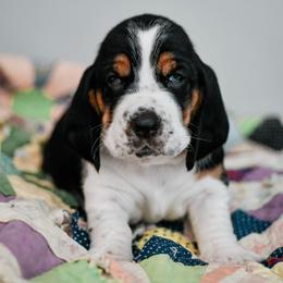 Millie - Black brown and white female Basset Hound puppy in Knoxville, Tennessee from Well Hounded Bassets