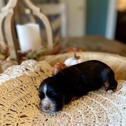 Buddy - Black and tan male Cocker Spaniel puppy in Buffalo, Missouri from Thrasher Family Puppies