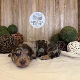Boy 1 - Dapple male Dachshund puppy in Woodbine, Georgia from Coastal Bluff Pups