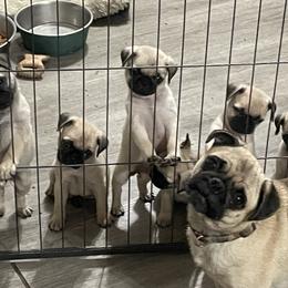 Ginny - Pug