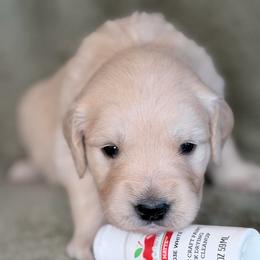 Girl 1 - White-Beige - Light golden female Golden Retriever puppy in Mc Minnville, Tennessee from Wishaw Whisky Golden Retrievers