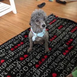 Leila - Poodle