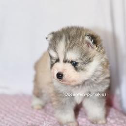 Atlas - Silver and white male Pomsky puppy in Coos Bay, Oregon from Ocean View Pomskies