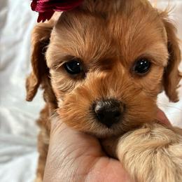 Lil - Red female Cavapoo puppy in Adrian, Oregon from ApplebyFarm