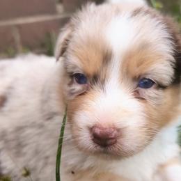 Eevee Girl 4 - Red merle Australian Shepherd puppy in South Hill, Virginia from Silverside Aussies LLC