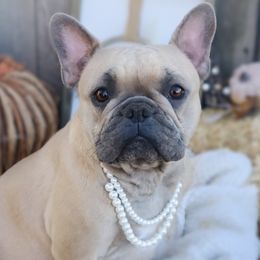 Aelin - French Bulldog