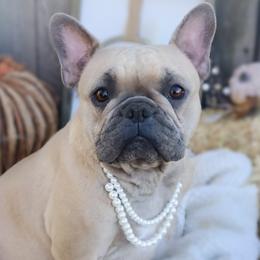 Aelin - French Bulldog