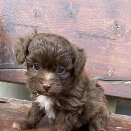 Puppy 3 - Brown and white female Aussiedoodle puppy in Spring Hill, Tennessee from Duke's Mini & Toy Australian Shepherds & Aussiedoodles