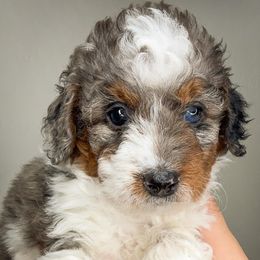 ORANGE FEMALE - Merle female Bernedoodle puppy in Gilbert, Arizona from Azbernedoodlepuppies