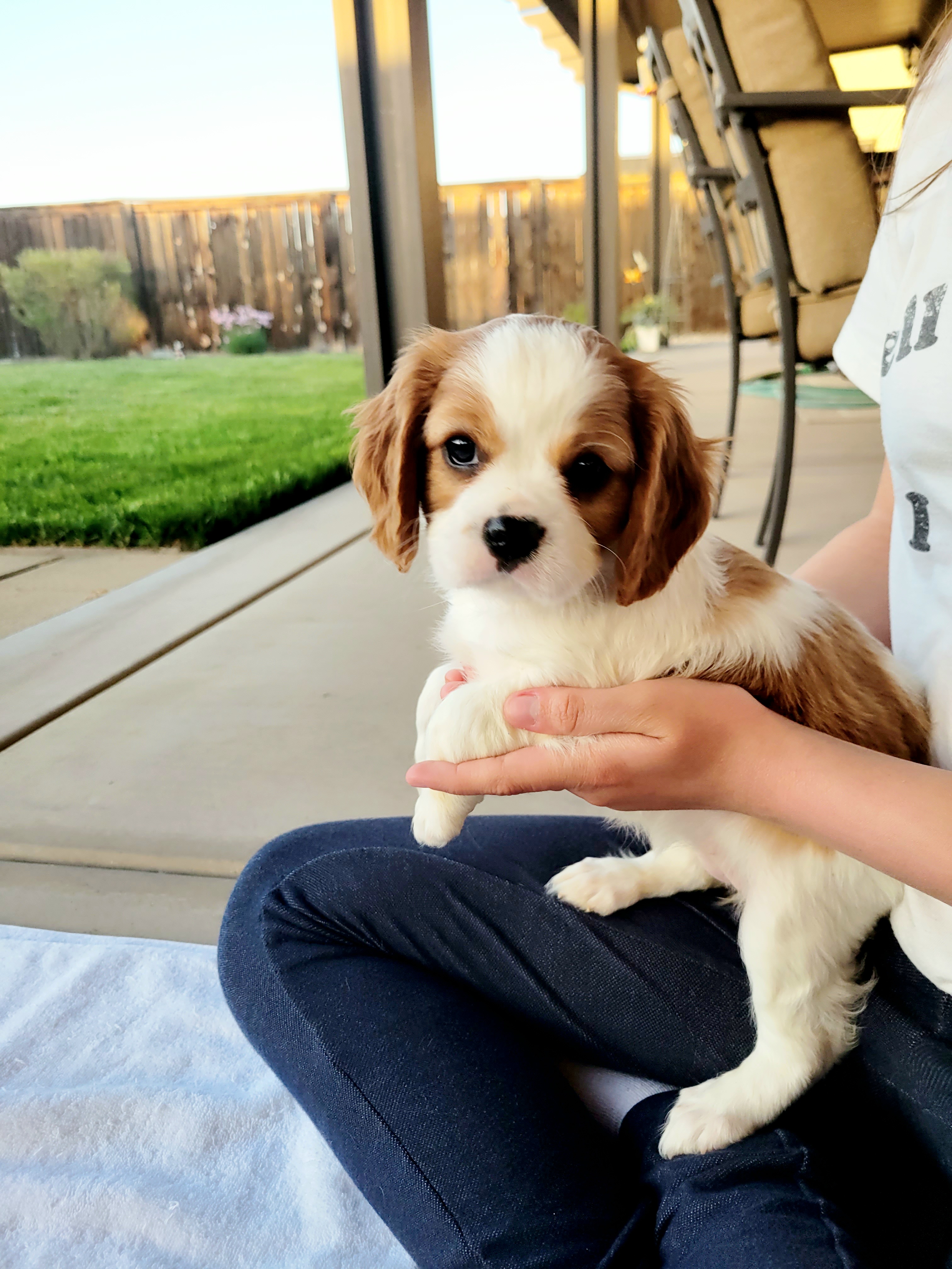 Cavalier King Charles Spaniel Puppies from Southern California Cavaliers