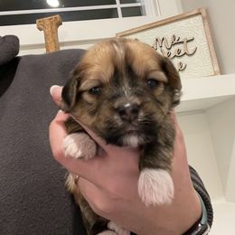 Girl 2 - Havanese puppy in Osceola, Indiana from LUV my HAVAMALT