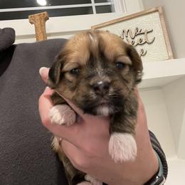 Girl 2 - Havanese puppy in Osceola, Indiana from LUV my HAVAMALT