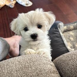 Spot - Blenheim male Cavachon puppy in Grottoes, Virginia from Wendy’s Maltese & Cavamalts of Virginia
