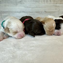 Australian Labradoodle Puppies from Heritage Manor Labradoodles (HML)