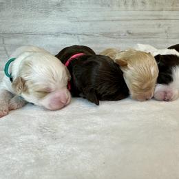Australian Labradoodle Puppies from Heritage Manor Labradoodles (HML)