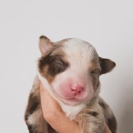 Lake AKC - Red merle male Australian Shepherd puppy in Polk City, Florida from Skaky Shepherds
