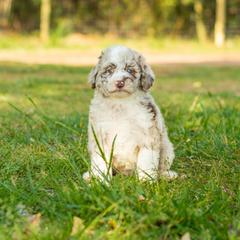 Aussiedoodle, Bordoodle, Goldendoodle, and Sheepadoodle Puppies from Crooked Creek Doodles and Poodles