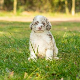 Aussiedoodle, Bordoodle, Goldendoodle, and Sheepadoodle Puppies from Crooked Creek Doodles and Poodles
