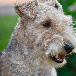 Dexter - Lakeland Terrier