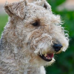 Dexter - Lakeland Terrier