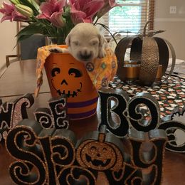 Golden Retriever Puppies from Tupelo Honey Farm's Golden Retrievers