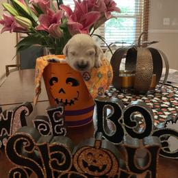 Golden Retriever Puppies from Tupelo Honey Farm's Golden Retrievers