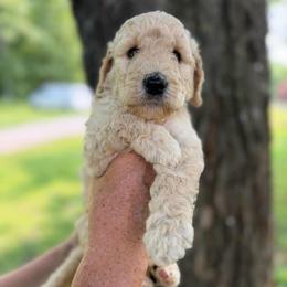 Blaze - Cream female Poodle puppy in St. Johnsbury, Vermont from Poodles of the Northern Woods