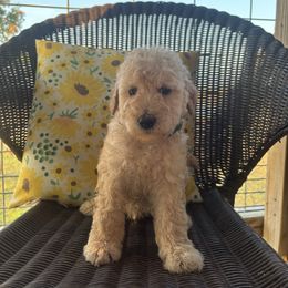 Dark green - Cream male Goldendoodle puppy in Seguin, Texas from Dude Ranch Doodles