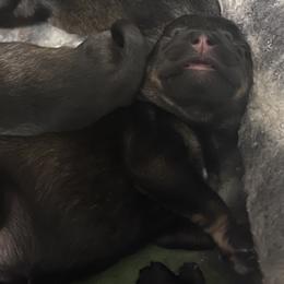 Flower - Black and silver female Miniature Schnauzer puppy in Little Elm, Texas from Matrix Schnauzers