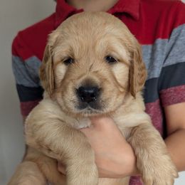 Gray - Golden male Golden Retriever puppy in Troy, Texas from R&R Goldens