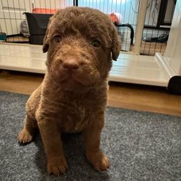 Pink - Deadgrass female Chesapeake Bay Retriever puppy in Lewiston, Utah from Bellus Chesapeakes