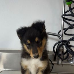 Girl 3 - Black white and tan female Collie puppy in Michigan from 7P Collies
