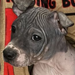 Cosmo - White and black American Hairless Terrier puppy in Mesa, Arizona from Elements AHT