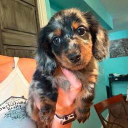 Black and tan Dapple - Dapple male Dachshund puppy in South Willard, Utah from Doxies in the Sun